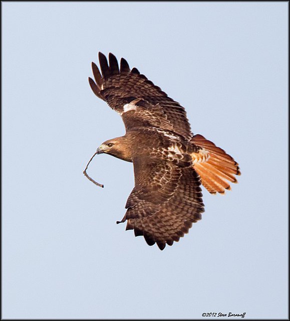 _2SB3898 red-tailed hawk with nesting material.jpg